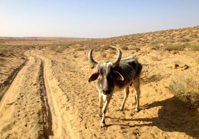 Wanderlust Camel Safari