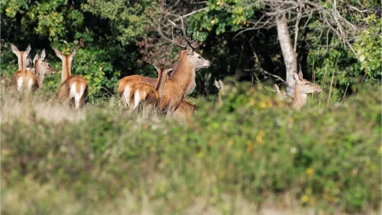 Upper Saintonge Safari Park