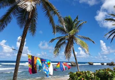 Bathsheba Beach