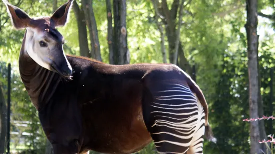 ゾオ・ファルコナーラ・ズルル公園