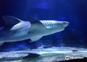 Seaquarium Institut Marin