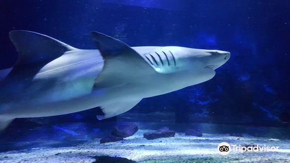 Seaquarium Institut Marin