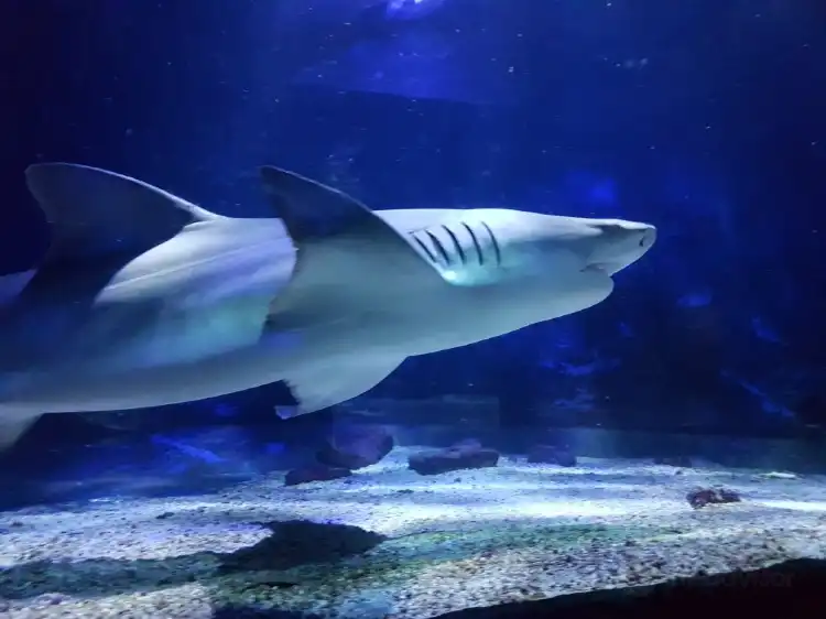 Hotel dekat Seaquarium