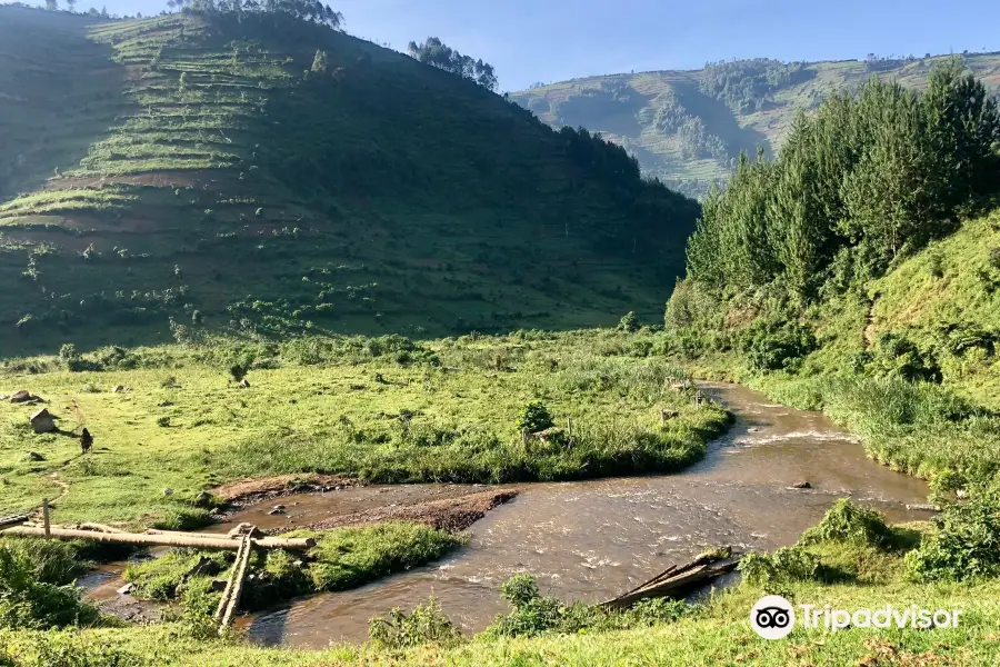 Bwindi Impenetrable Forest