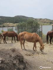 Ippos Horse Riding and Excursions