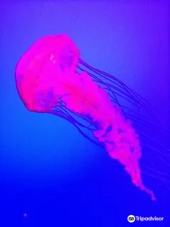 3_Scuba Ninjas Phuket