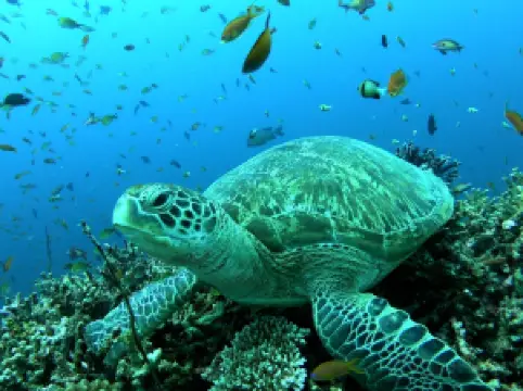 Thoddoo Diving Center (PDH Maldives) / Русский дайв-центр на Тодду