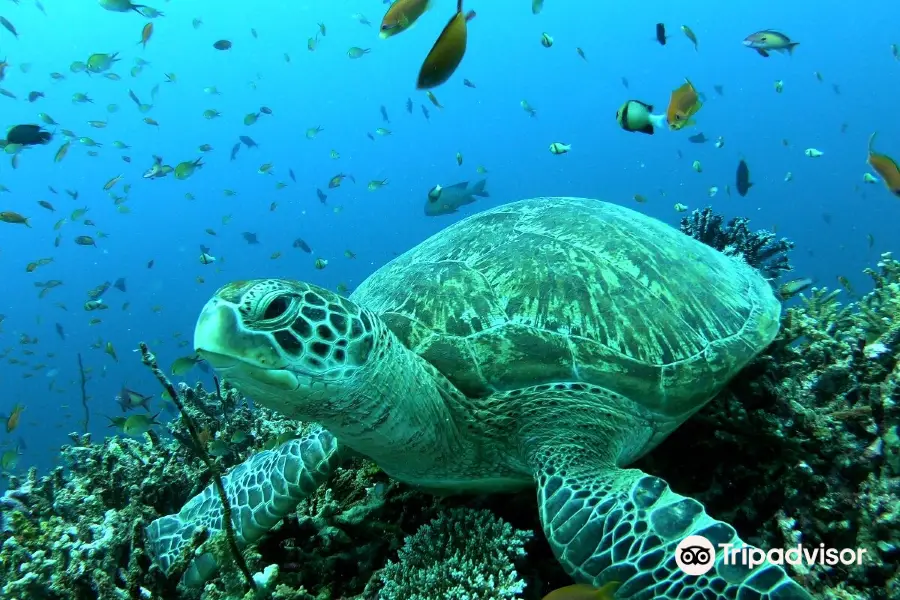 Thoddoo Diving Center