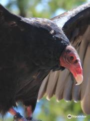 Cascades Raptor Center