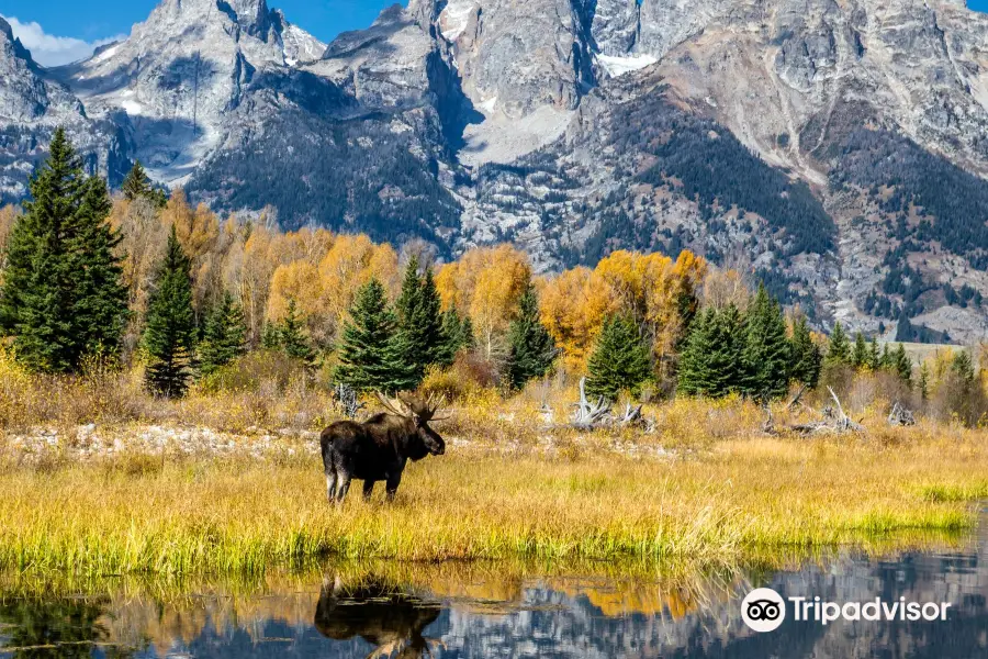 Grizzly Country Wildlife Adventures