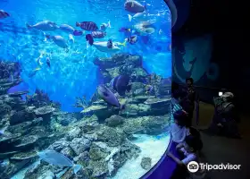 麗水水族館（海洋星城）