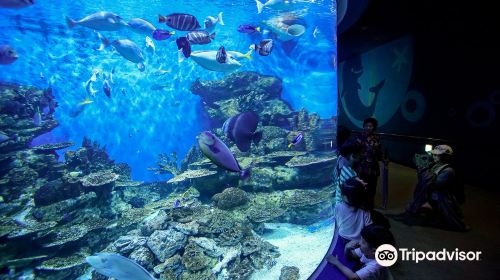 麗水水族館（海洋星城）