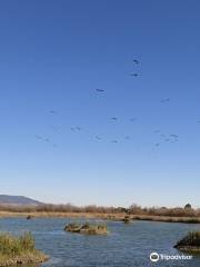 Parc national des Tablas de Daimiel