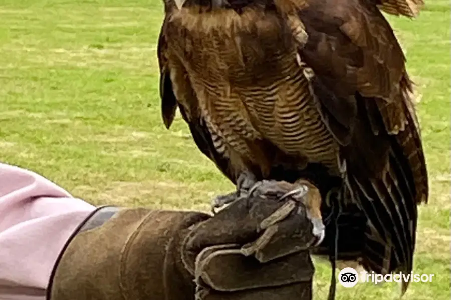 Dalhousie Castle Falconry