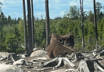 Kosta Safaripark