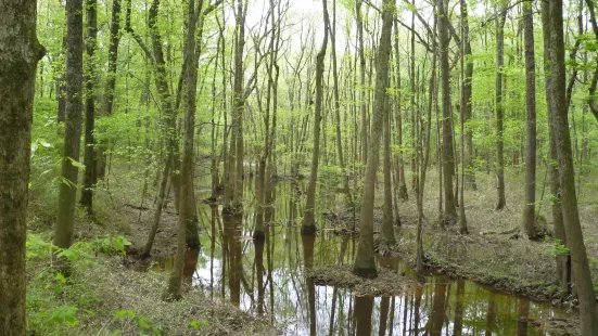 Congaree Creek Heritage Preserve