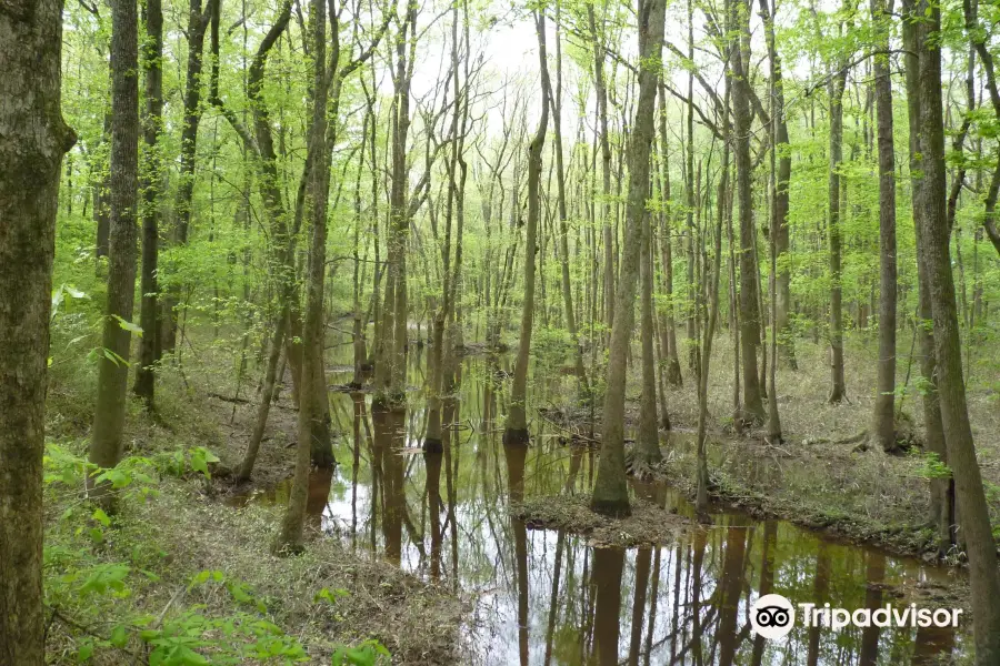 Congaree Creek Heritage Preserve