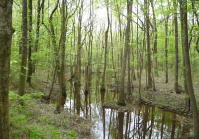 Congaree Creek Heritage Preserve