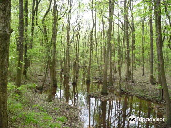 Congaree Creek Heritage Preserve