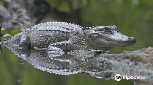 McGee's Louisiana Swamp & Airboat Tours