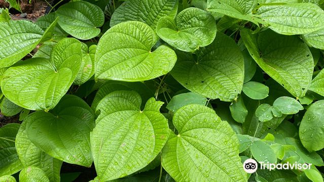 Mae Sakut Nature Trail