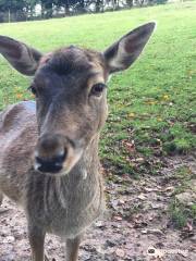 Wildpark Gersfeld