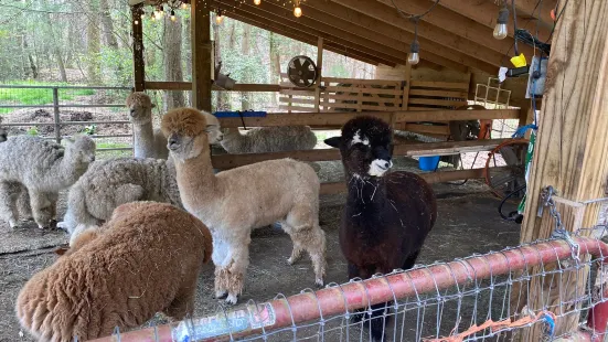 Lasso the Moon Alpaca Farm