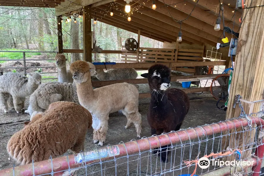 Lasso the Moon Alpaca Farm