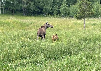 Moose Garden