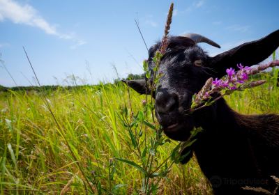 Camdelan la Ferme Fantastique