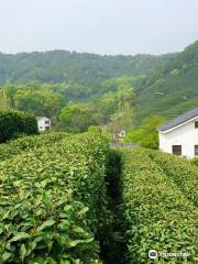Longjing tea fields
