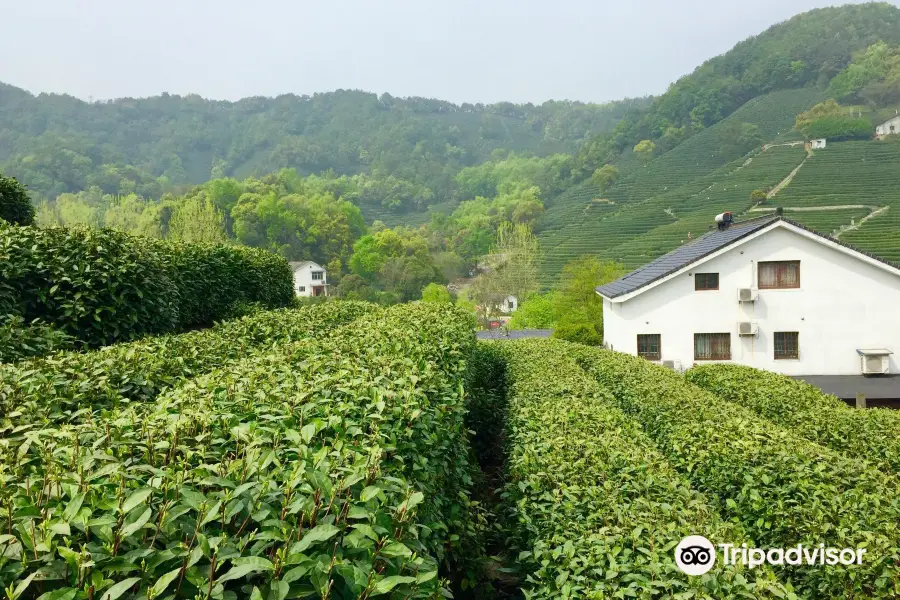 Longjing tea fields