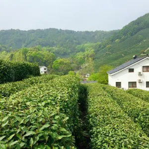 Longjing tea fields
