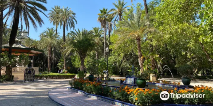 埃爾切棕櫚樹林