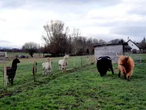 Robertsons The Larder, Farm Shop With Highland Cows , Beauly,