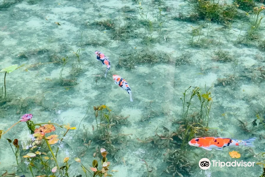 Monet's Pond