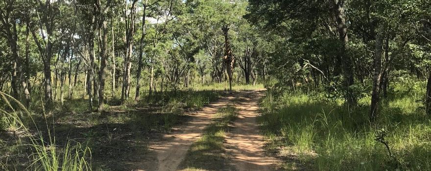 Mashonaland oriental
