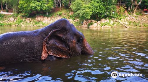 Elephant Haven Thailand