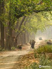 Corbett Safari