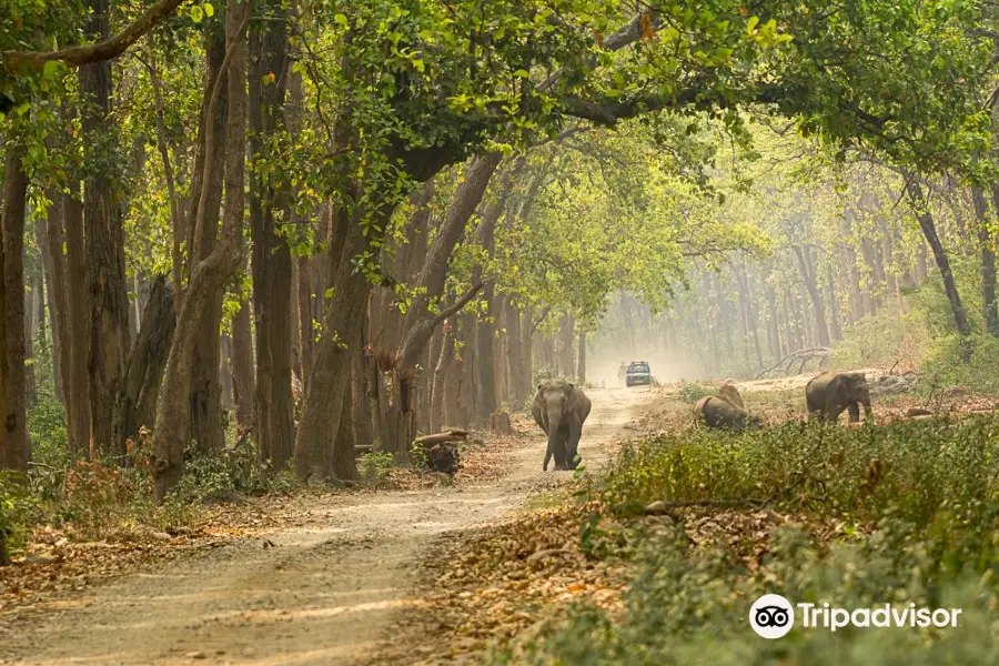 Corbett Safari