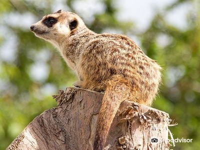 Monkey Haven - Primate Rescue Centre