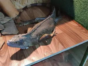 Rebyata I Zveryata