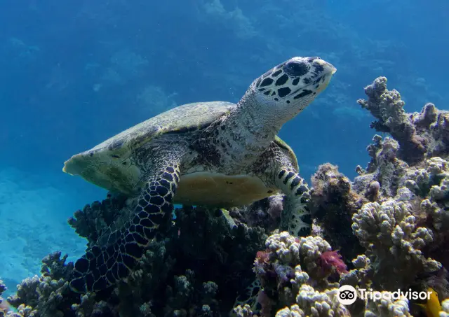 Scuba Diving in Cairns