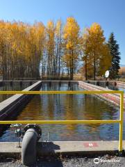 Klamath Fish Hatchery