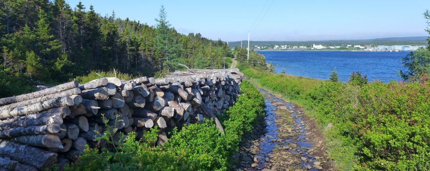 Murphy's Cove to Lodge's Pond Trail