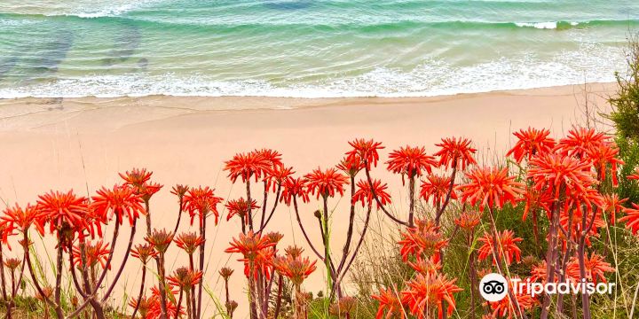 Praia do Canavial