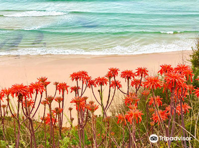 Praia do Canavial
