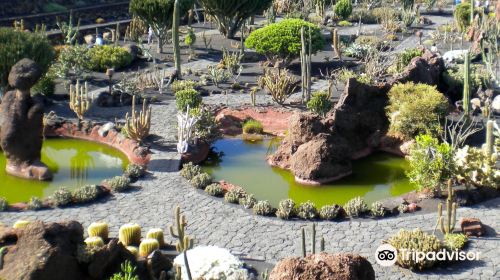 Jardin de Cactus