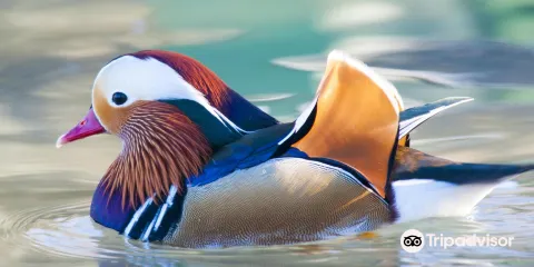 Associazione Centro Cicogne E Anatidi