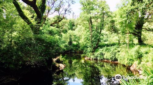 Glengarriff Woods Nature Reserve